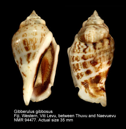 Gibberulus gibbosus (6).jpg - Gibberulus gibbosus (Röding,1798)